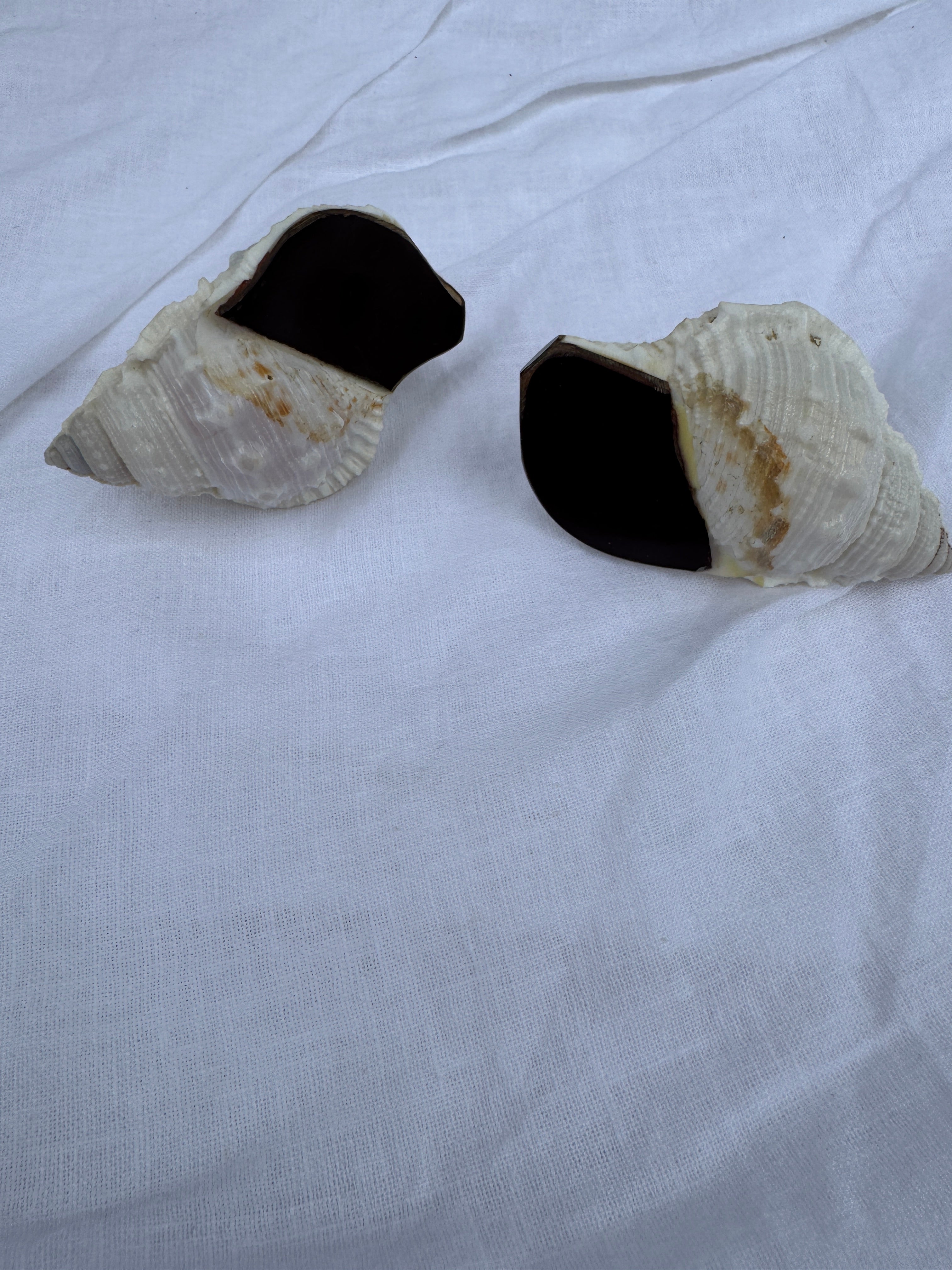 Vintage Handmade conch seashell salt and paper makers with mother of pearl tops